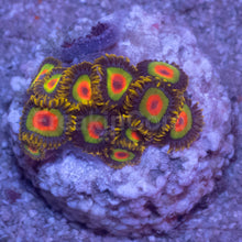 Load image into Gallery viewer, Rasta Zoanthus – Similar to Photo