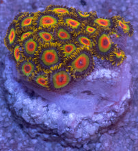 Load image into Gallery viewer, Rasta Zoanthus – Similar to Photo