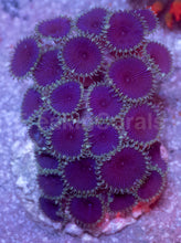 Load image into Gallery viewer, Purple Death Palythoa – Signature Purple Paly | Similar to Photo