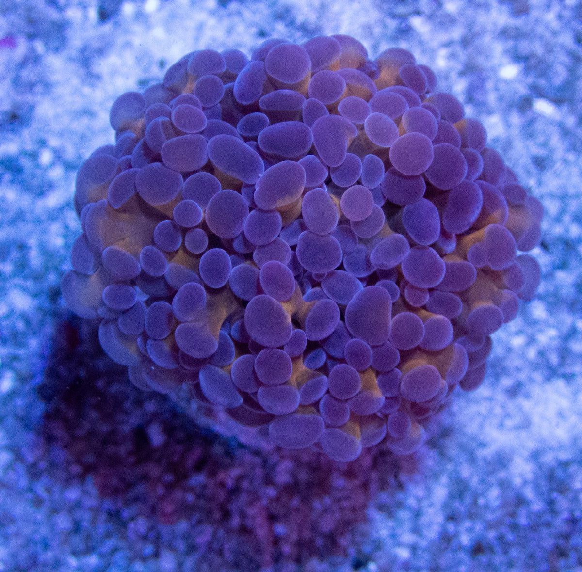 FK Gold Stem & Green mouth Baliensis Euphyllia – freakincorals.com