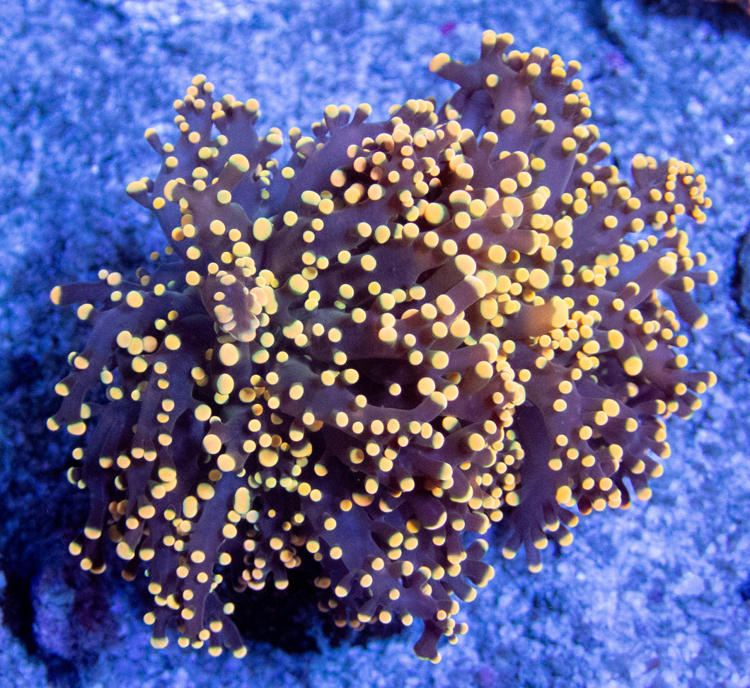 FK Orange Paradivisa Euphyllia