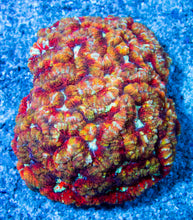 Load image into Gallery viewer, FK Mastergrade Rainbow Wilsonni Aussie (Collector Coral) FK279