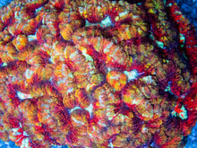 Load image into Gallery viewer, FK Mastergrade Rainbow Wilsonni Aussie (Collector Coral) FK279