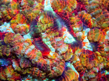 Load image into Gallery viewer, FK Mastergrade Rainbow Wilsonni Aussie (Collector Coral) FK279