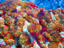 Load image into Gallery viewer, FK Mastergrade Rainbow Wilsonni Aussie (Collector Coral) FK279