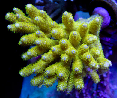 FK Jolt Hair Tenuis Acropora (Signature Coral)