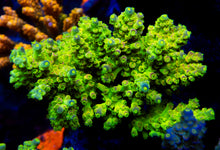Load image into Gallery viewer, FK Homewrecker Tenuis Acropora (Signature Coral)