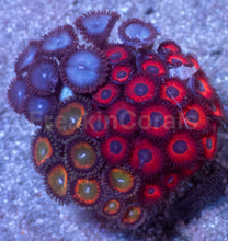 Load image into Gallery viewer, Ultra Zoanthus Collector Mix – WYSIWYG Mini Colony