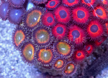Load image into Gallery viewer, Ultra Zoanthus Collector Mix – WYSIWYG Mini Colony