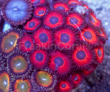Load image into Gallery viewer, Ultra Zoanthus Collector Mix – WYSIWYG Mini Colony