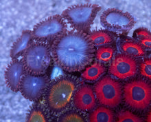 Load image into Gallery viewer, Ultra Zoanthus Collector Mix – WYSIWYG Mini Colony