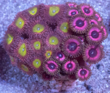Load image into Gallery viewer, Ultra Zoanthus Collector Mix – WYSIWYG Mini Colony