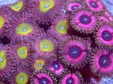 Load image into Gallery viewer, Ultra Zoanthus Collector Mix – WYSIWYG Mini Colony
