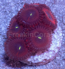 Load image into Gallery viewer, Red People Eater Palythoa – Similar to Photo