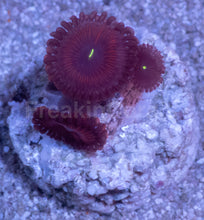 Load image into Gallery viewer, Red People Eater Palythoa – Similar to Photo