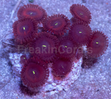 Load image into Gallery viewer, Red People Eater Palythoa – Similar to Photo