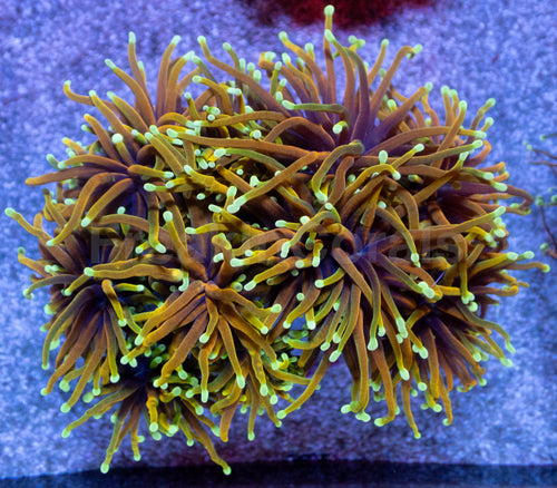 Dragon Soul Torch Coral