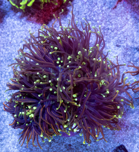 Hellfire Torch Coral