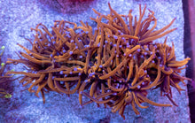 Load image into Gallery viewer, 24K Orange Torch Coral