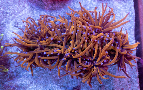 24K Orange Torch Coral