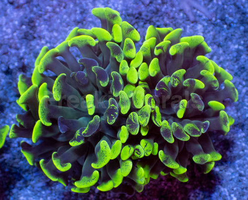 Toxic Green Blotchy Anchor Coral