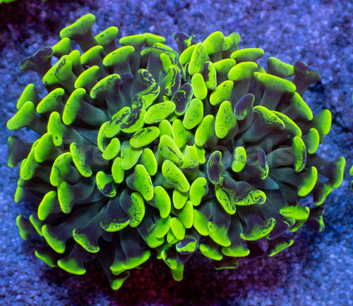 Toxic Green Blotchy Anchor Coral