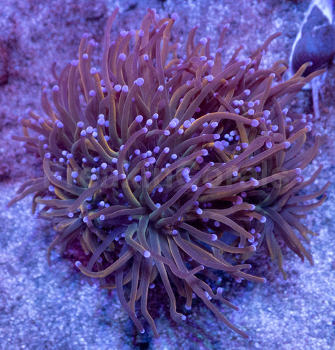 USA Holy Grail Torch Coral