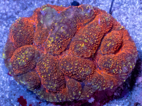 Vulcano Orange Symphyllia