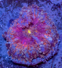 Load image into Gallery viewer, Aurora Rainbow Ricordea Yuma