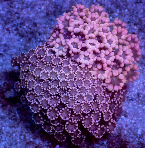 Blushing Duo Pink Alveopora