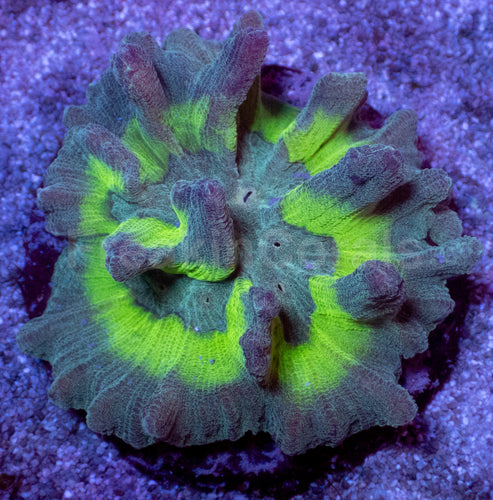 Emerald Pectinia Mini Colonie