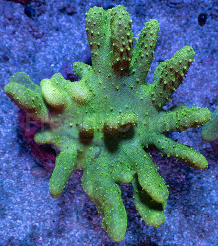 Emerald Wave Lobophyton