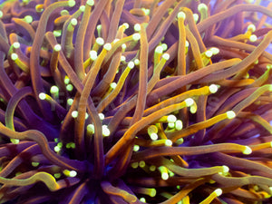 Dragon Soul Torch Coral
