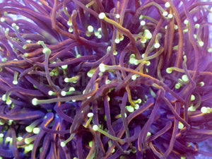 Hellfire Torch Coral