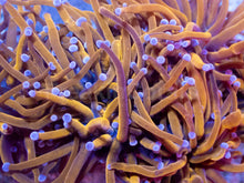 Load image into Gallery viewer, 24K Orange Torch Coral