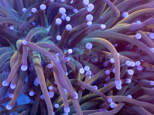 USA Holy Grail Torch Coral