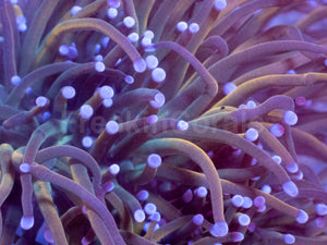 USA Holy Grail Torch Coral