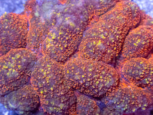 Load image into Gallery viewer, Vulcano Orange Symphyllia