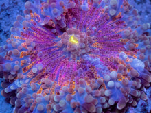 Load image into Gallery viewer, Aurora Rainbow Ricordea Yuma