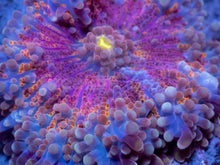 Load image into Gallery viewer, Aurora Rainbow Ricordea Yuma