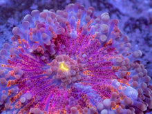 Load image into Gallery viewer, Aurora Rainbow Ricordea Yuma