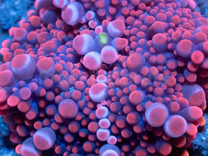 Strawberry Mega Bubble Ricordea Yuma