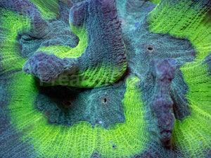 Emerald Pectinia Mini Colonie