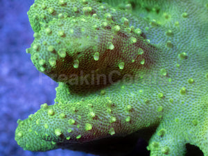 Emerald Wave Lobophyton