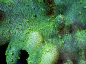 Emerald Wave Lobophyton
