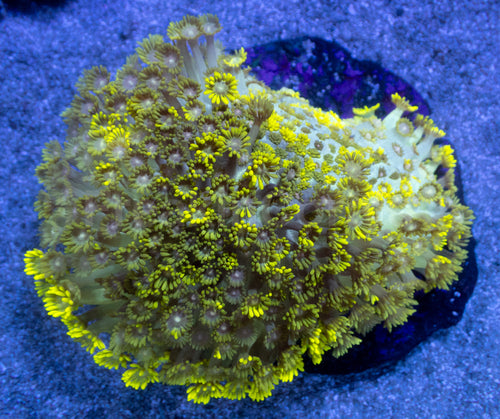 Solar Flare Goniopora