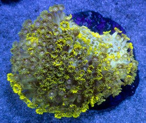 Solar Flare Goniopora