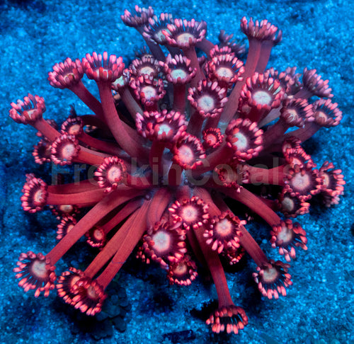 Crimson Blaze Goniopora