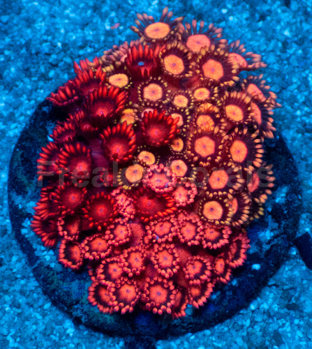 Firestorm Goniopora – Australian Red Combo