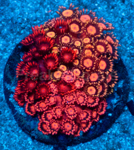 Firestorm Goniopora – Australian Red Combo
